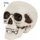 Calavera craneo con mandibula movil 12 cm decoracion halloween