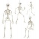 ESQUELETO HUMANO ARTICULADO POSABLE 90 CM 04874