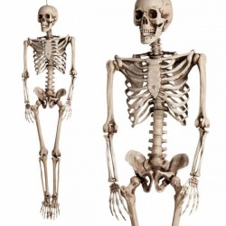 Esqueleto humano realista 160 cm halloween