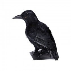 Cuervo negro 30 cm para halloween