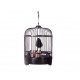 Cuervo negro en jaula 34x19x19 cm