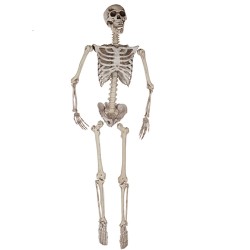 Esqueleto humano de 165 cm