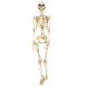 Esqueleto 90 cms halloween