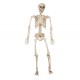 Esqueleto humano de 120 cm para decoracion de halloween